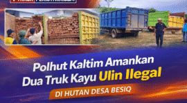 Foto: Barang bukti berupa truk dan muatan kayu ulin diamankan di Mapolres Kutai Barat. (Dok. Trackperistiwa.com/Fauzan)