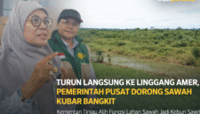 Caption: Hamparan sawah di Kampung Linggang Amer, Kecamatan Linggang Bigung, yang menjadi fokus optimalisasi peningkatan produksi beras Kubar. (Fzn/TP)