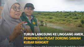 Caption: Hamparan sawah di Kampung Linggang Amer, Kecamatan Linggang Bigung, yang menjadi fokus optimalisasi peningkatan produksi beras Kubar. (Fzn/TP)