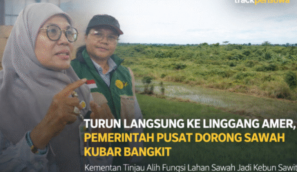 Caption: Hamparan sawah di Kampung Linggang Amer, Kecamatan Linggang Bigung, yang menjadi fokus optimalisasi peningkatan produksi beras Kubar. (Fzn/TP)