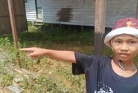 Keterangan Foto : Eno, bocah yang sejak kecil sering ikut mendiang ayahnya menanam karet dan sayuran, tampak sedih menyaksikan kebun peninggalan ayahnya digusur habis oleh PT NPR. (Dok. Trackperistiwa.com/Henryanus Achiang).
